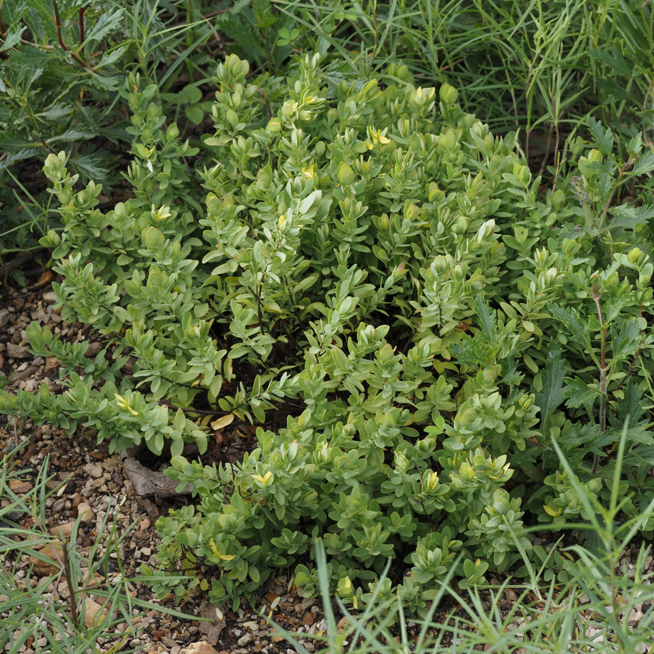 Hypericum hypericoides ssp. multicaule (St. Andrew's Cross)